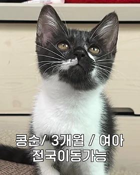 코리안숏헤어, 이름 한국 고양이