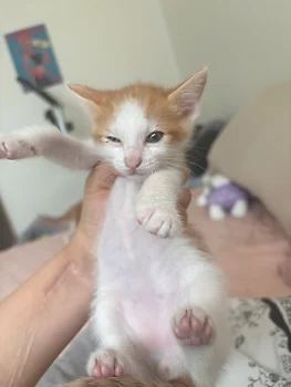 코리안숏헤어, 이름 한국 고양이