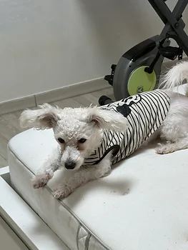 슈나우저