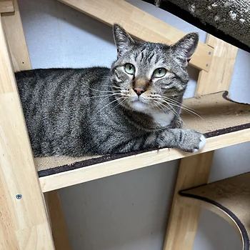 코리안숏헤어, 이름 한국 고양이