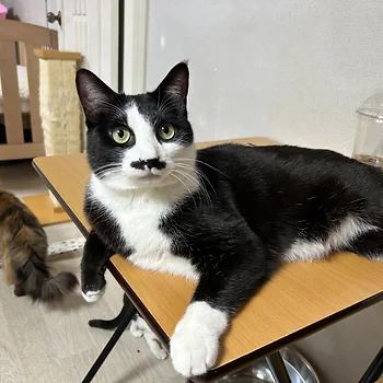 코리안숏헤어, 이름 한국 고양이