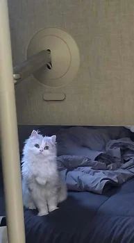 페르시안