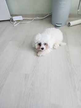 비숑프리제