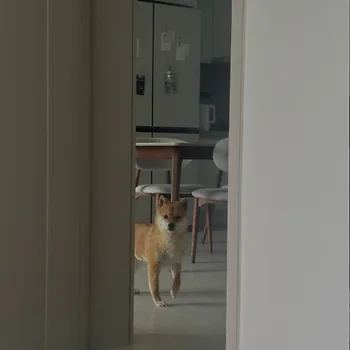 시바견
