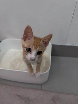 코리안숏헤어, 이름 한국 고양이