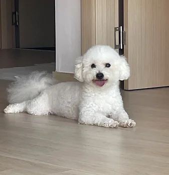 비숑프리제