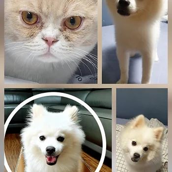 브리티쉬숏헤어