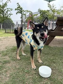 시바견
