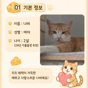 코리안숏헤어, 이름 한국 고양이