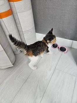 코리안숏헤어, 이름 한국 고양이