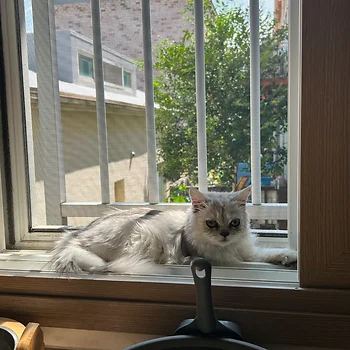 페르시안