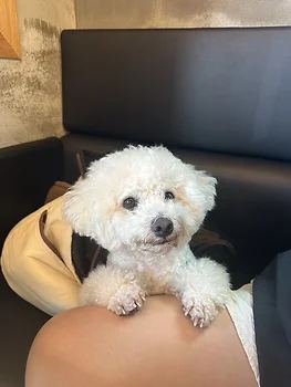 비숑프리제
