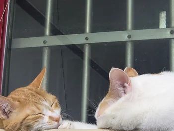 코리안숏헤어, 이름 한국 고양이
