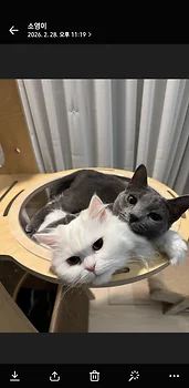 러시안블루