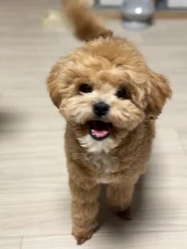 말티푸