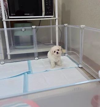 말티푸