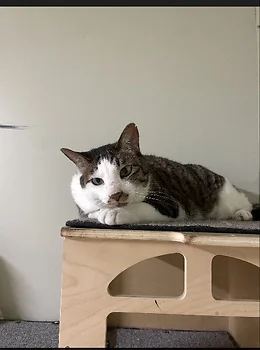 코리안숏헤어, 이름 한국 고양이