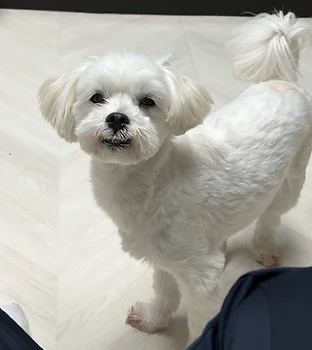 말티푸
