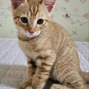 코리안숏헤어, 이름 한국 고양이