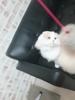 스코티쉬폴드