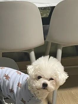 비숑프리제