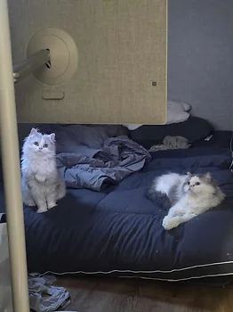 페르시안