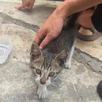 코리안숏헤어, 이름 한국 고양이