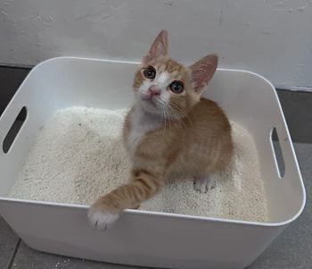코리안숏헤어, 이름 한국 고양이