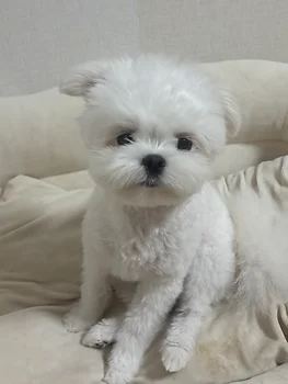 말티폼