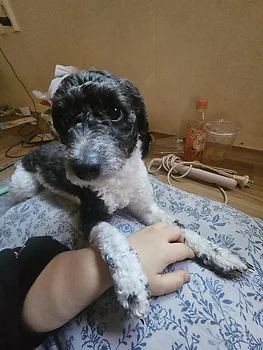 푸들, 이름 파티푸들