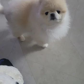 포메라니안