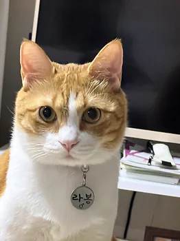코리안숏헤어, 이름 한국 고양이