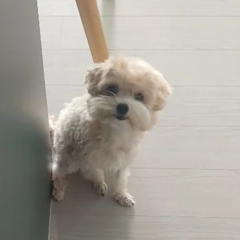 말티푸
