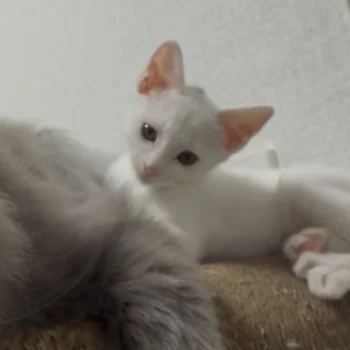 터키시앙고라, 이름 터키쉬 앙고라