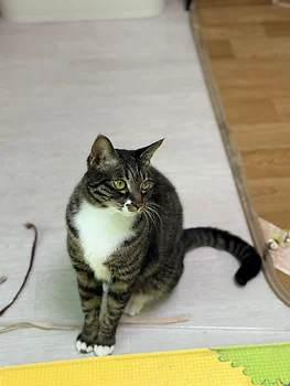 코리안숏헤어, 이름 한국 고양이