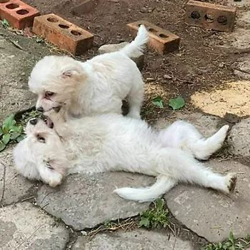 비숑프리제