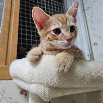 코리안숏헤어, 이름 한국 고양이