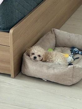 푸들