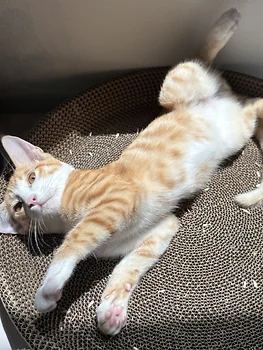 코리안숏헤어, 이름 한국 고양이
