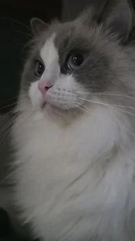 랙돌, 이름 렉돌