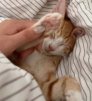 코리안숏헤어, 이름 한국 고양이