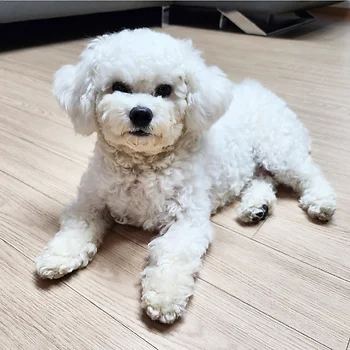 말티푸