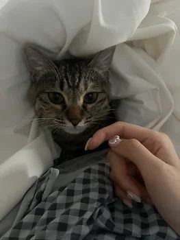 코리안숏헤어, 이름 한국 고양이