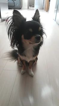 치와와