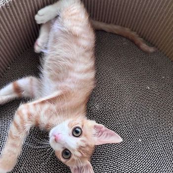 코리안숏헤어, 이름 한국 고양이