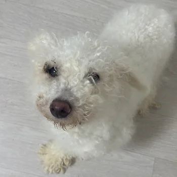 비숑프리제