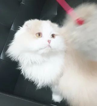 스코티쉬폴드