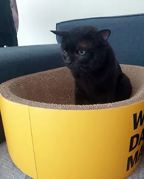 코리안숏헤어, 이름 한국 고양이
