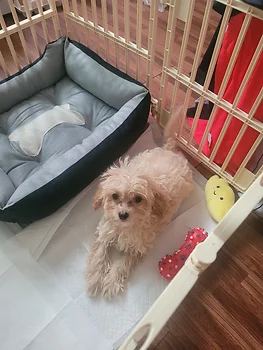 말티푸