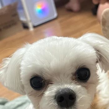 말티즈